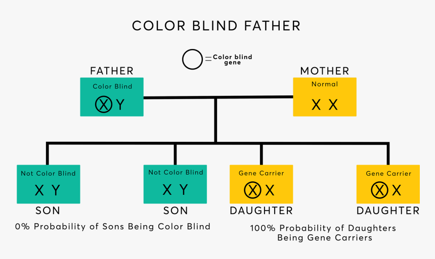 Color Blind Gene, HD Png Download