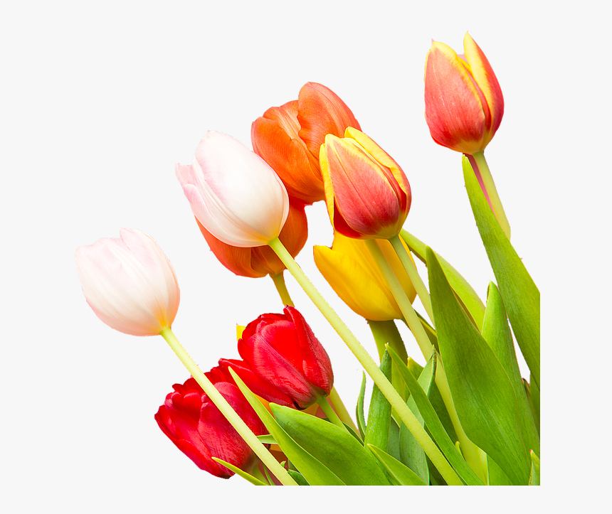 Sprenger's Tulip, HD Png Download
