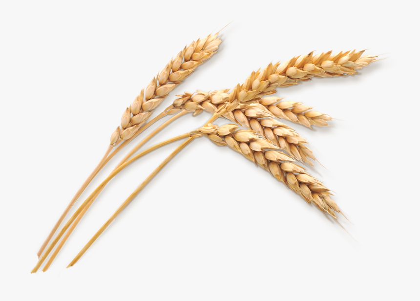 Wheat Stalk Png Download Transparent Wheat Png Png Download Transparent Png Image Pngitem