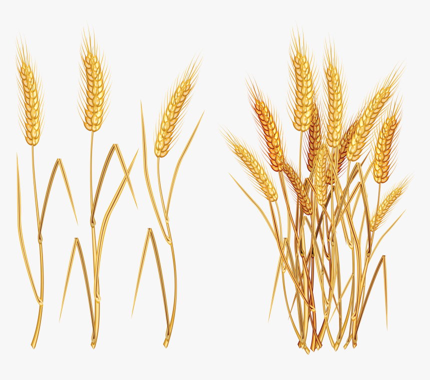 Png Tats Pinterest - Wheat Clipart Png, Transparent Png