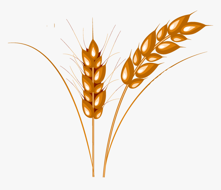 Wheat Clipart Barley - Колосок Пшеницы, HD Png Download