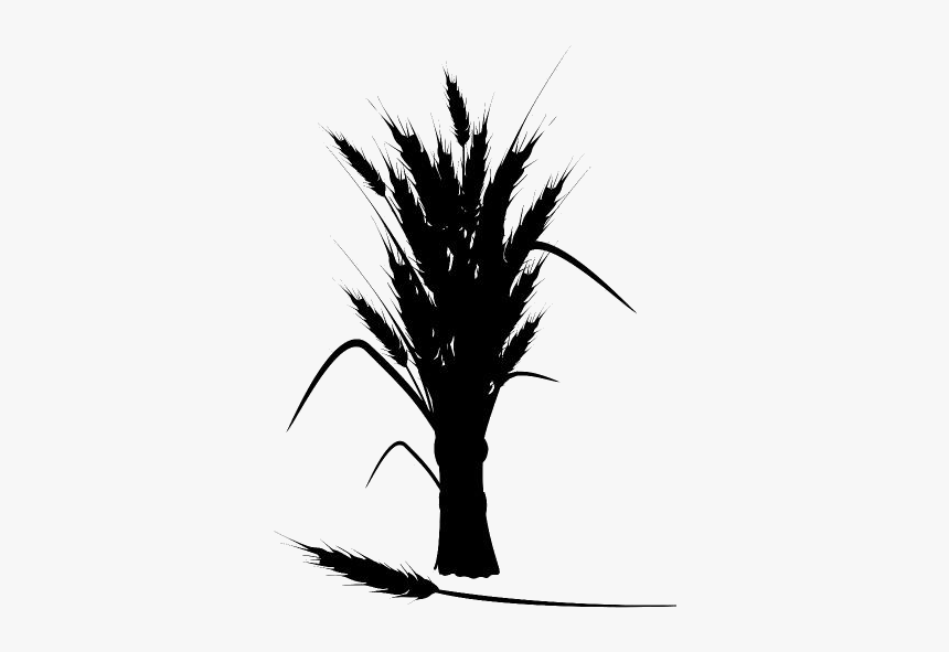 Wheat Harvest Png Transparent Images - 麦 穗 矢量 图, Png Download