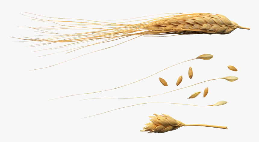Wheat Png Images Download - Flying Wheat Png, Transparent Png