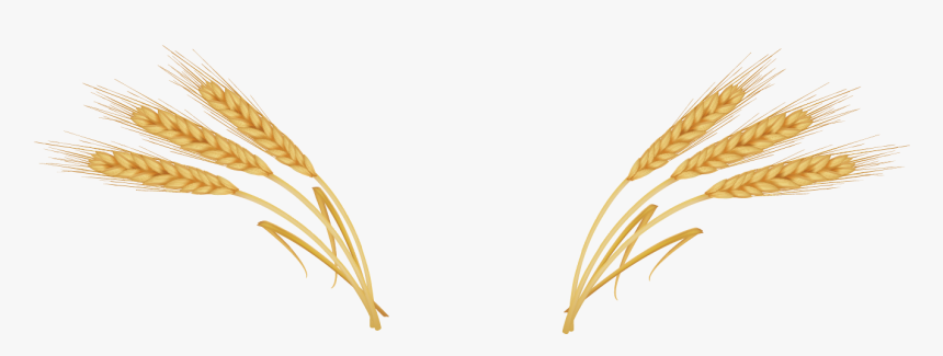 Wheat Ear Royalty - Transparent Ear Of Wheat, HD Png Download