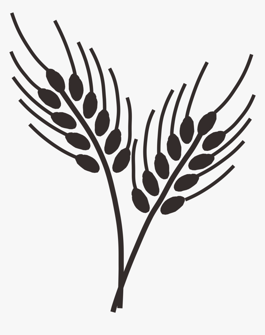 Transparent Wheat Stalks Clipart Wheat Grass Drawing Png Png Download Transparent Png Image Pngitem