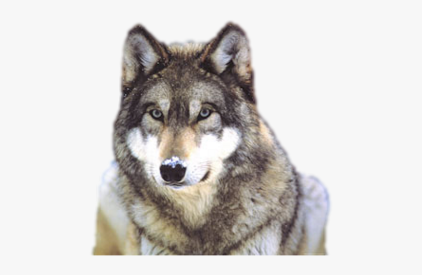 Wolf Png Transparent Images - Grey Wolf, Png Download