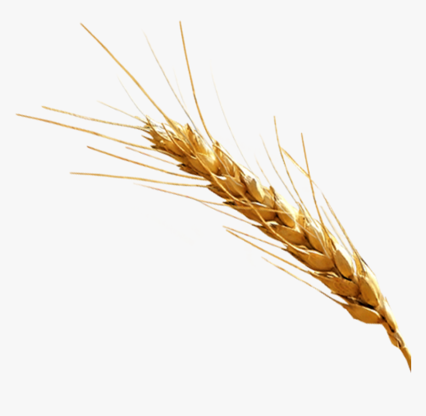 Barley Png, Transparent Png