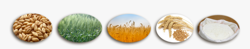 Seeds To Wheat Flour Process, HD Png Download