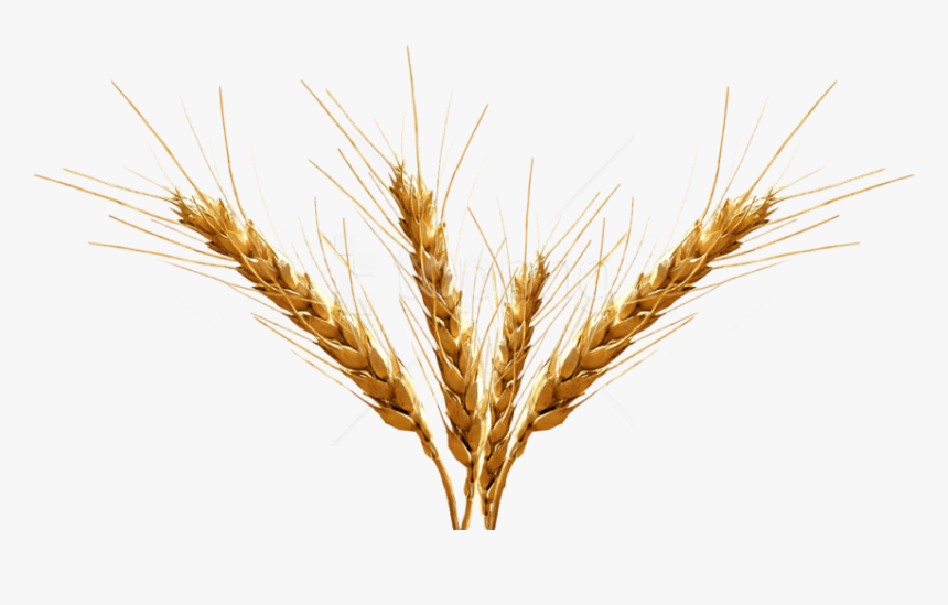 Barley Spike Transparent Background, HD Png Download
