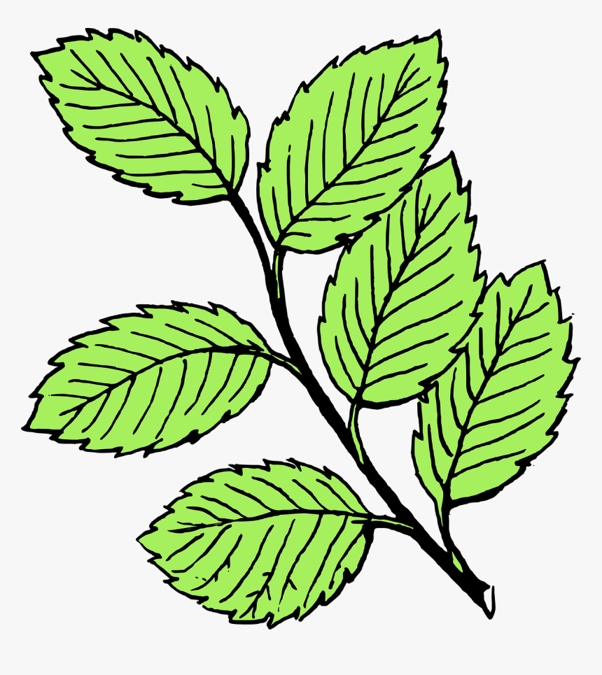 Leaves Black And White, HD Png Download