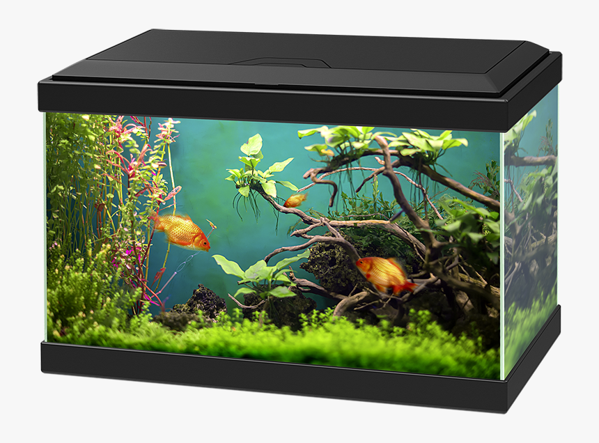 Aquarium Png - Aquarium Ciano 20 Light, Transparent Png