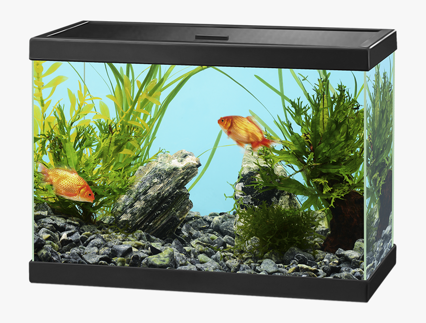 Aquarium Png, Transparent Png