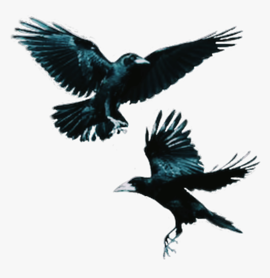 #crows #bird #flying #dark - Flying Crow, HD Png Download