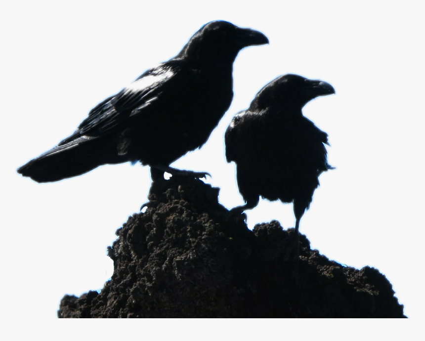 2 Black Crows, HD Png Download