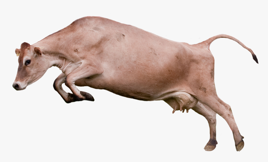 Dairy Cow, HD Png Download