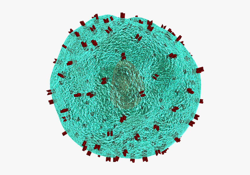 T Helper Cell, Cell, Immune System, Blood Cells, Virus - T Cells, HD Png Download