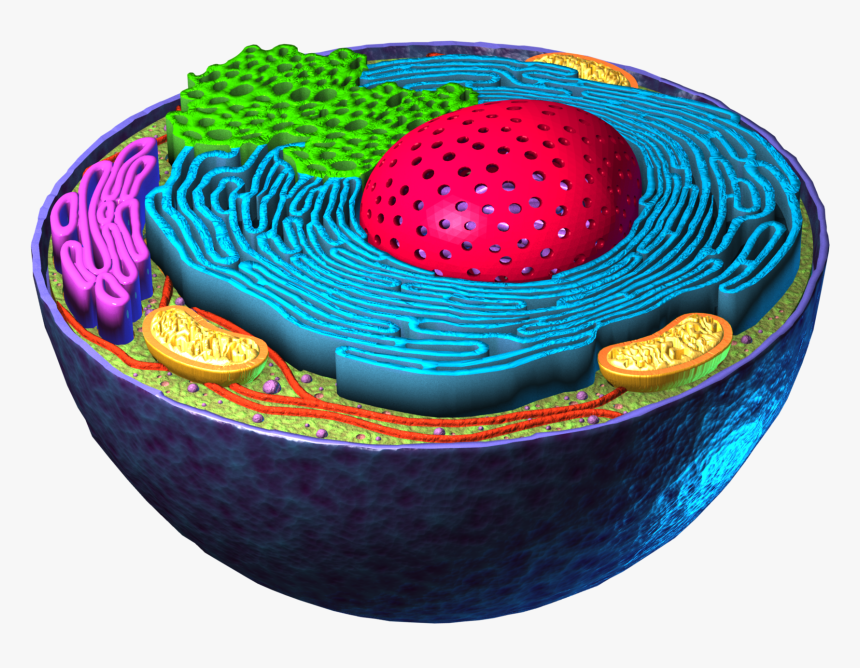 Circle, HD Png Download