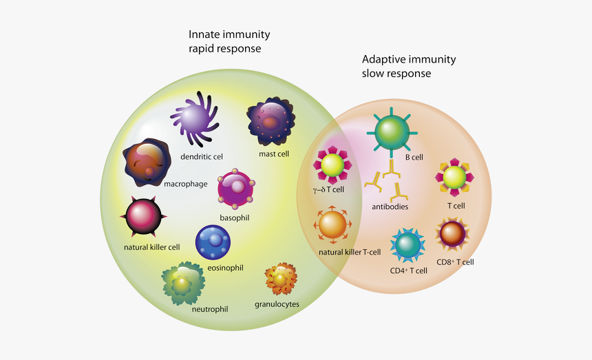 Which-cells - Types Of Cells Immune System, HD Png Download