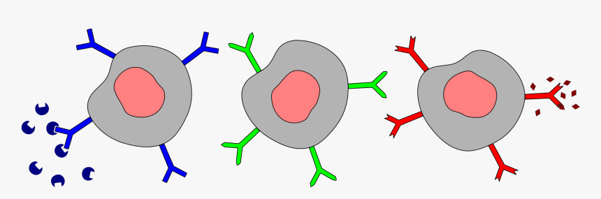 Different B Cells With Antigen Receptors And Antigen - Igm On B Cells, HD Png Download