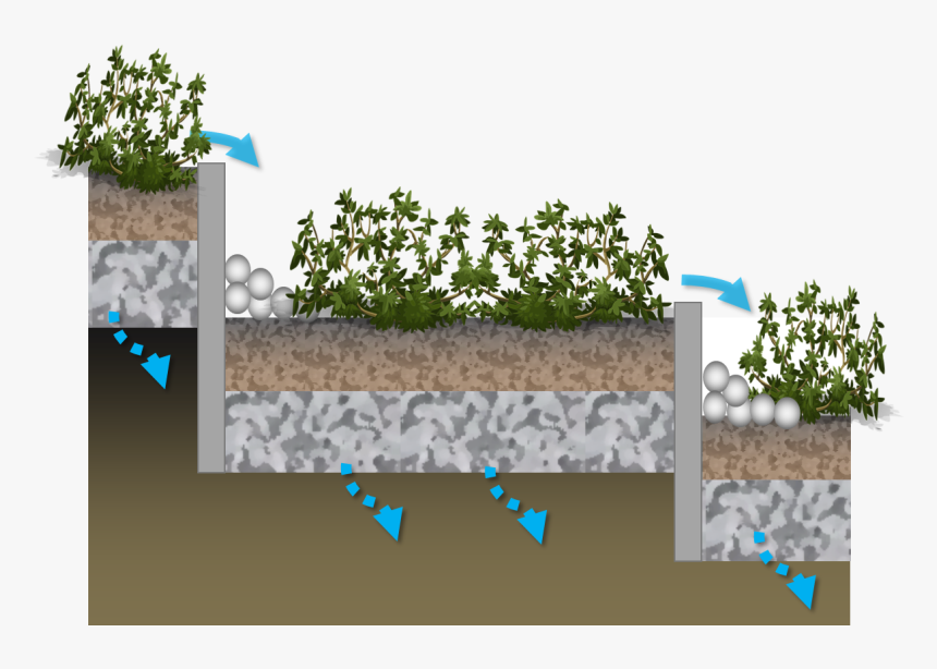 Tree, HD Png Download