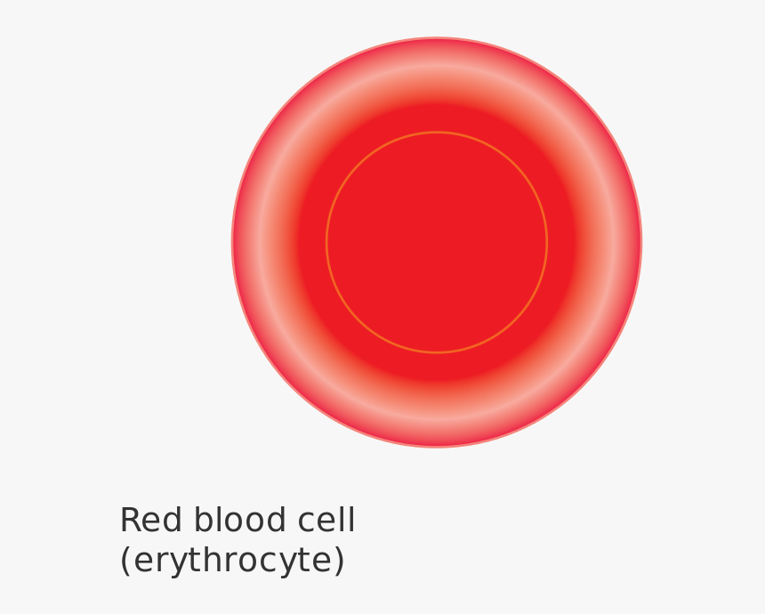 Diagram Of A Red Blood Cell Cruk - Blood Cell Diagram Transparent, HD Png Download
