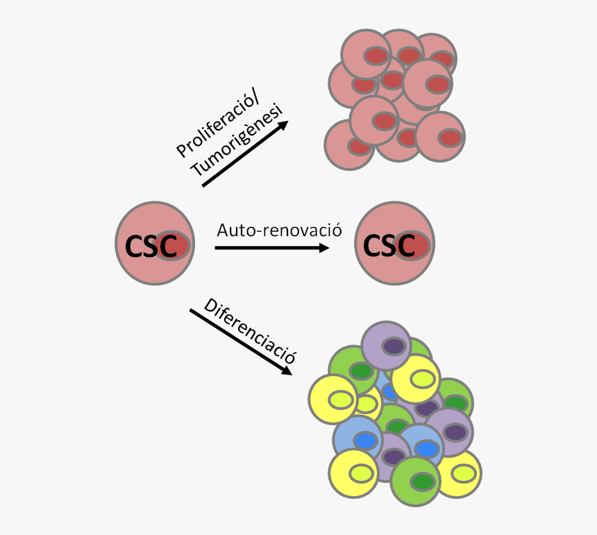 Cancer Stem Cells - Cancer Stem Cell Characteristics, HD Png Download
