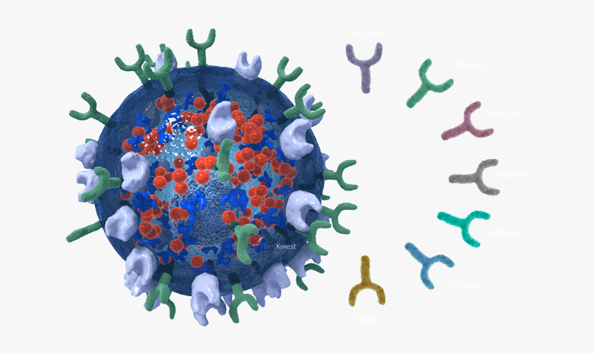 Tank - Natural Killer Cells Png, Transparent Png