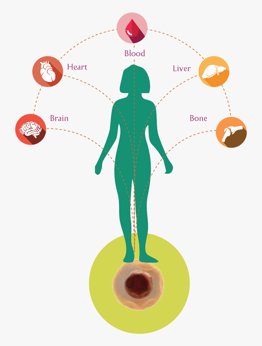Our Body S Stem Cells Which Are Similar To A Seed Of - Stem Cells, HD Png Download