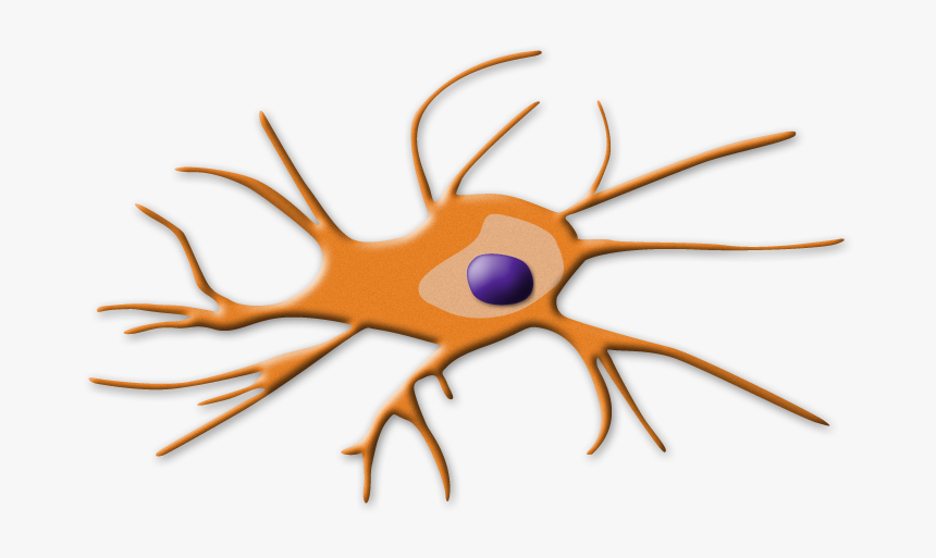 Dendritic Cells , Png Download - Mechanism Of Cisplatin Induced Nephrotoxicity, Transparent Png