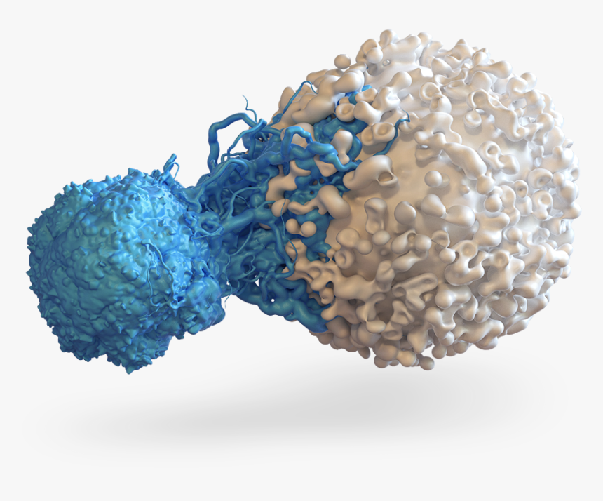 Bkl Hero - T Cell, HD Png Download