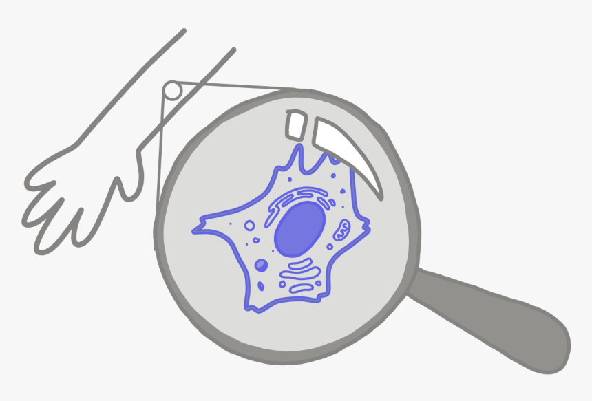 Image Of A Blue Somatic Cell Under A Magnifying Glass - Somatic Cells, HD Png Download