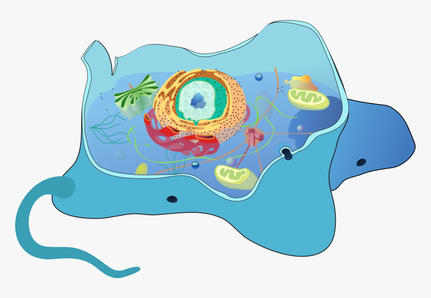 Image Of Vocabulary Word A - Organelle Definition, HD Png Download