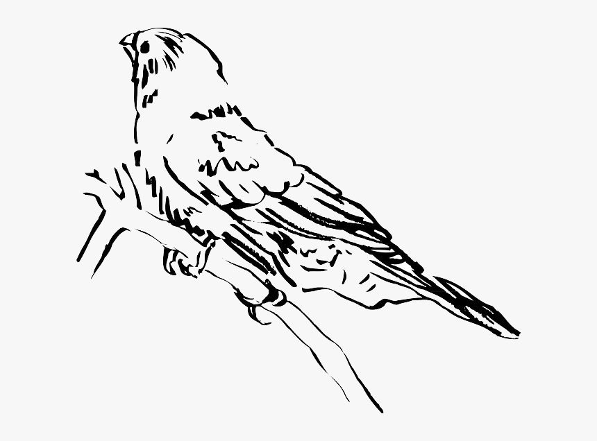 Side Of A Bird Drawing, HD Png Download