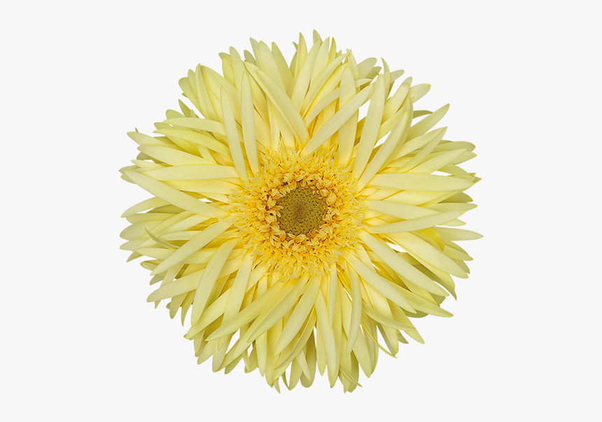 Chrysanths, HD Png Download