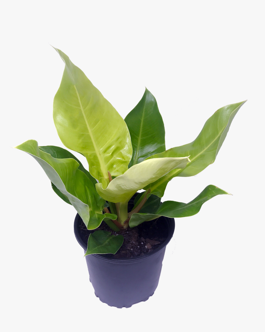 Flowerpot, HD Png Download
