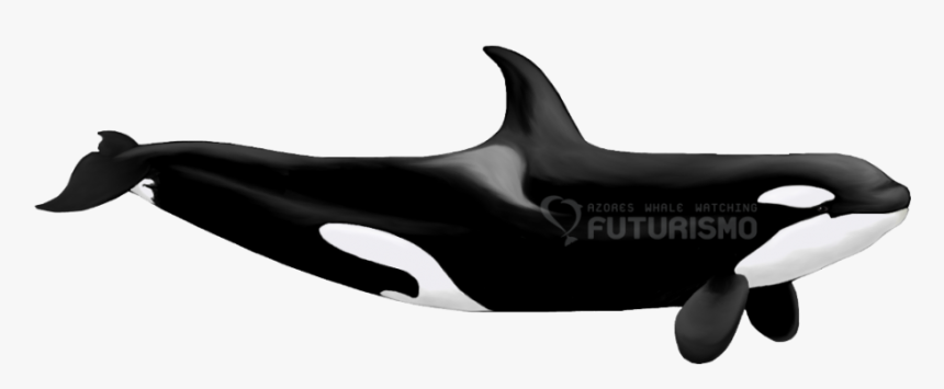 Sexual Dimorphism In Whales, HD Png Download