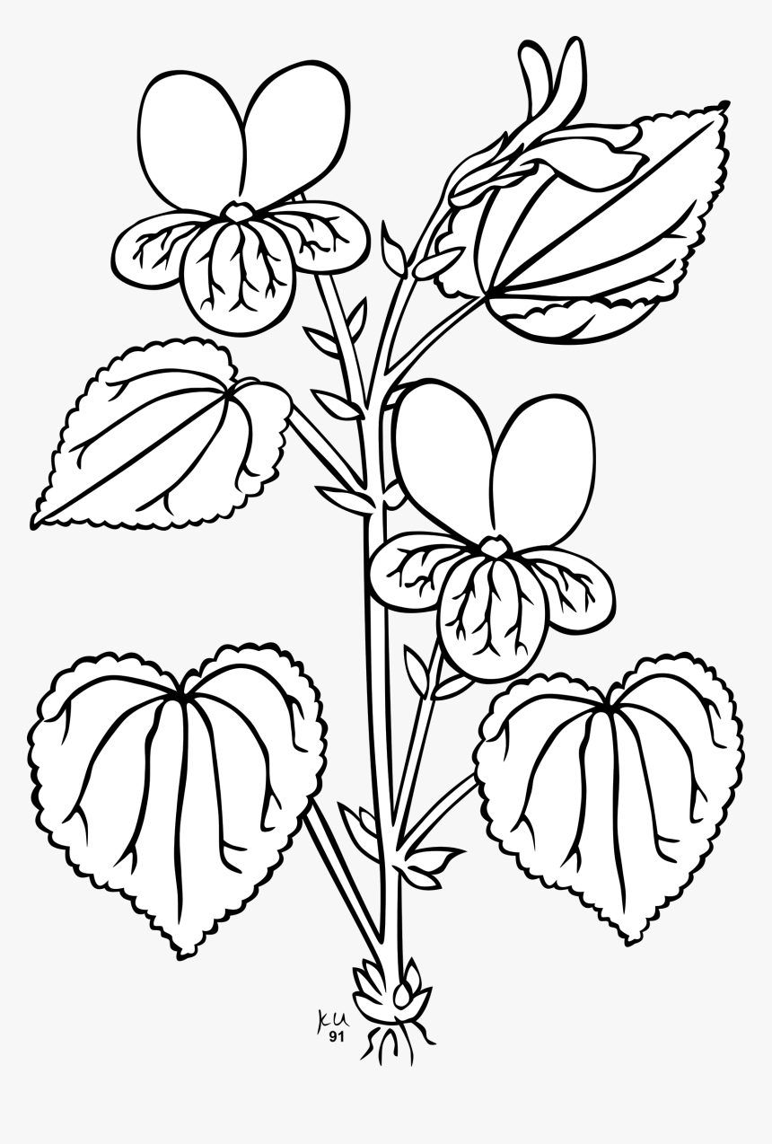 Ku Viola Glabella Clip Arts - Parts Of The Plant Outline, HD Png Download