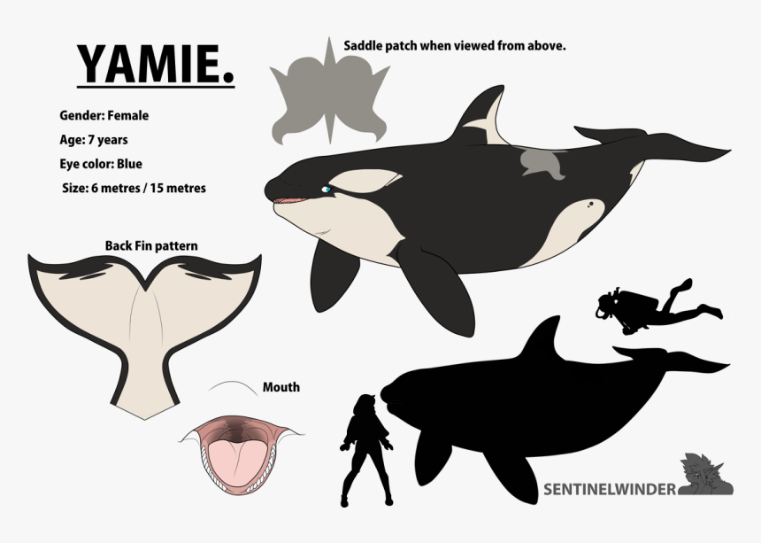 Yamie , The Nomming Orca - Yamie Orca, HD Png Download