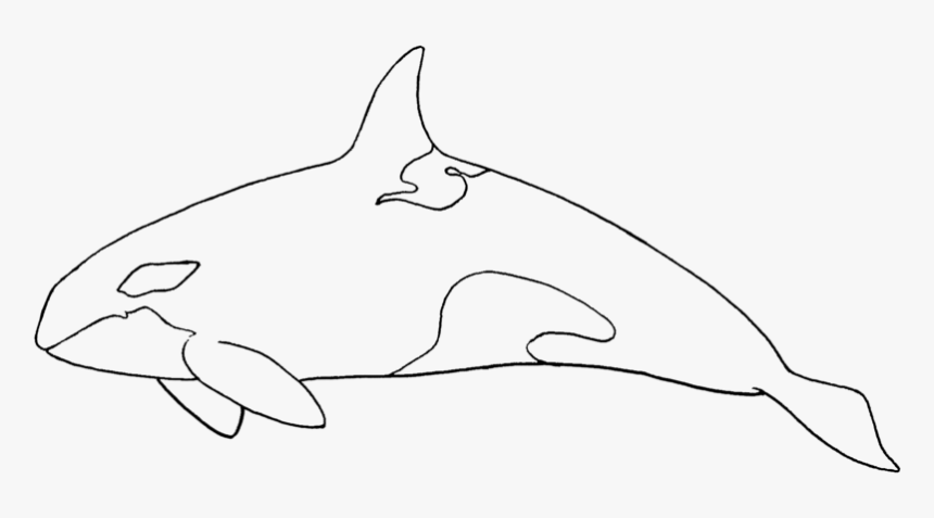 Transparent Killer Whale Png - Cartilaginous Fish, Png Download