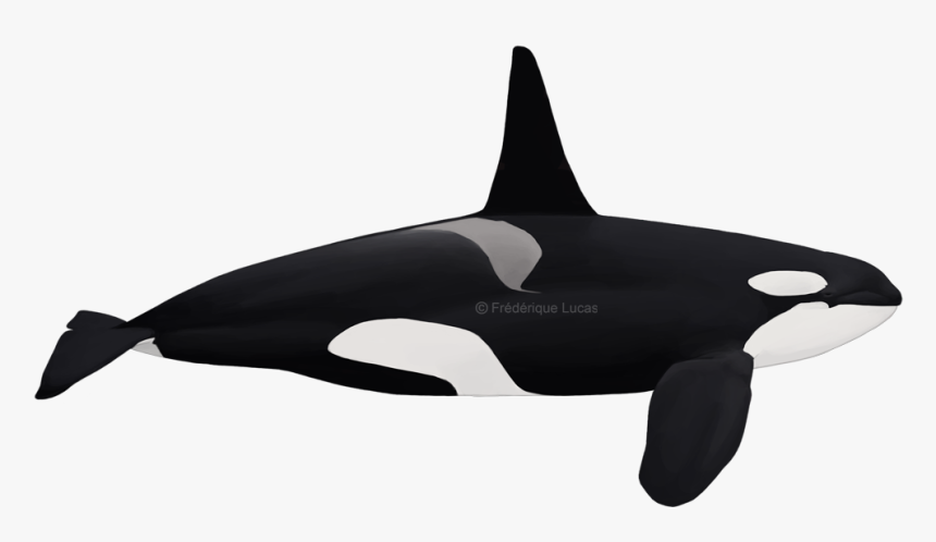 Eastern North Atlantic Killer Whale, HD Png Download