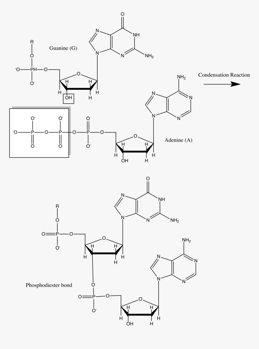 Dna Condensation, HD Png Download