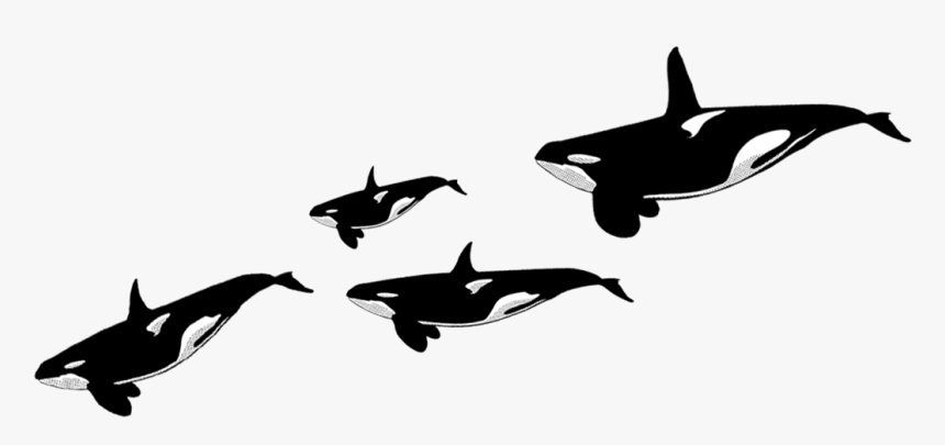 Killer Whale, HD Png Download