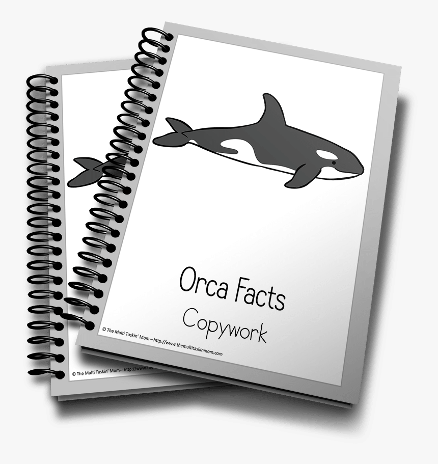 3d Life Cycle Of Butterfly, HD Png Download