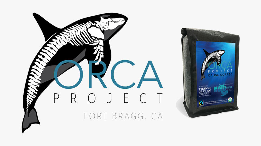 Orca Drawing Skeleton Simple, HD Png Download