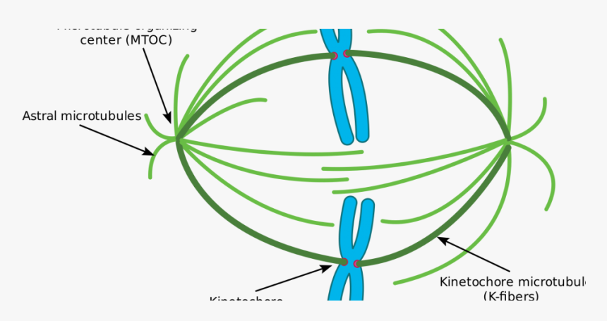 Premature Chromosome Condensation Market By Top Players - Microtubule Organizing Center, HD Png Download