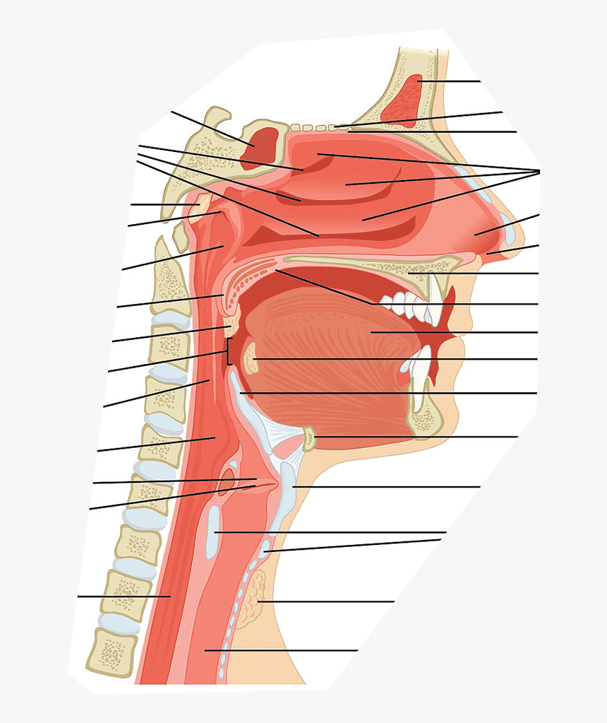 Respiratory System Hard Palate, HD Png Download