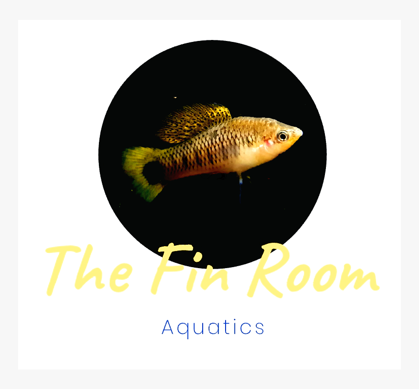 Underwater, HD Png Download