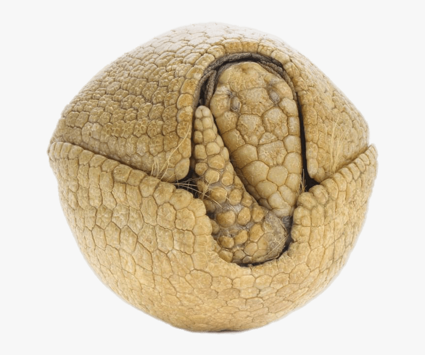 Rolled Up Armadillo - Armadillos, HD Png Download