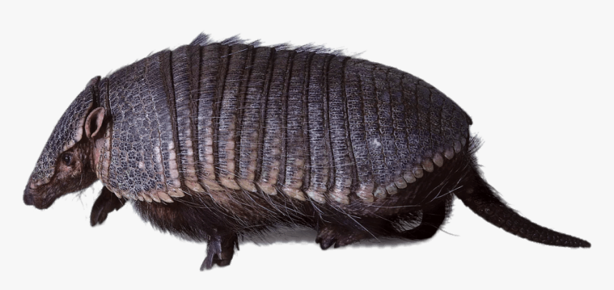 Armadillo Walking - Hofmannophila Pseudospretella, HD Png Download