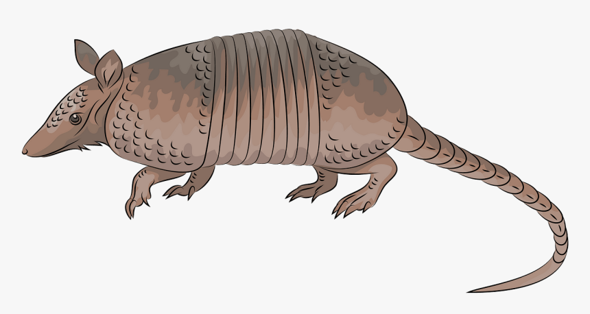 Armadillo, HD Png Download